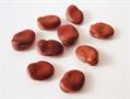 faba bean